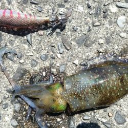 台風前の アオリイカ新子釣り