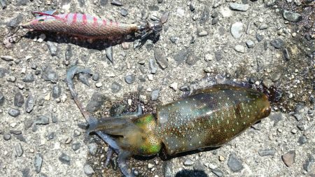 台風前の アオリイカ新子釣り