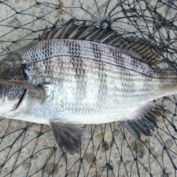 落とし込み釣果