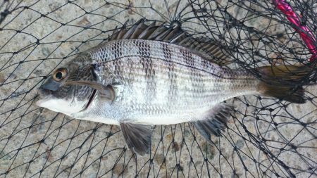 落とし込み釣果