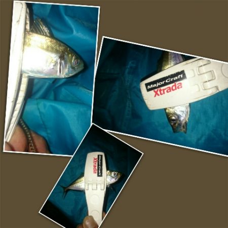 久しぶりのアジング