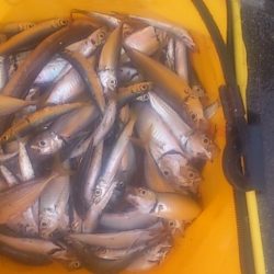 太刀魚ナンパ失敗 アジ・イワシは成!?