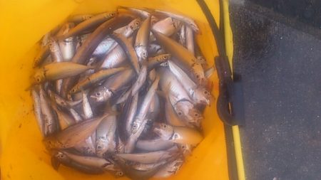 太刀魚ナンパ失敗　アジ・イワシは成!?