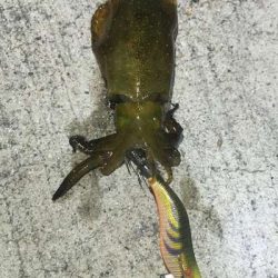 ケンサキ旨い！