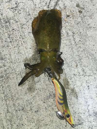 ケンサキ旨い！