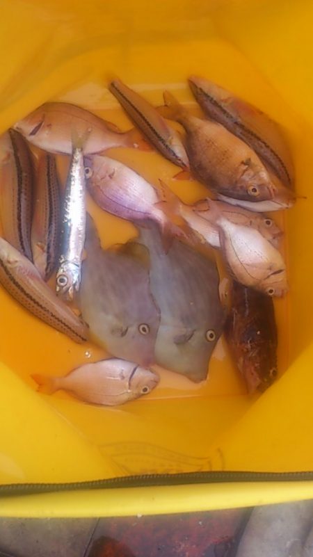 海釣公園イベントに参加しつつカワハギ狙い