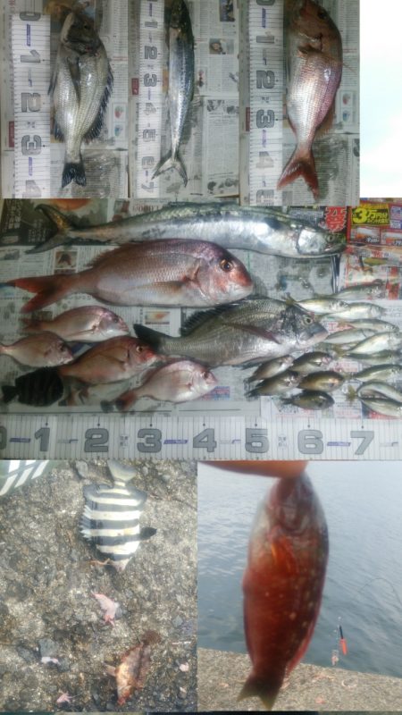 沼島でかご釣り、飲ませ釣り
