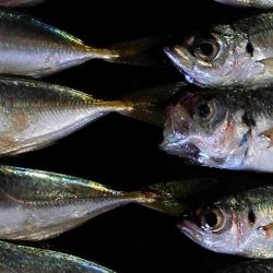 サビキ好調です！