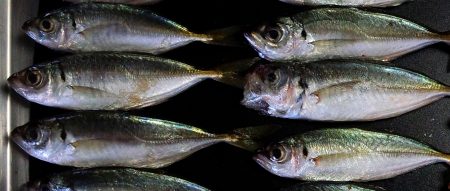 サビキ好調です！