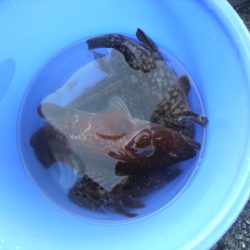 ロックフイッシュ