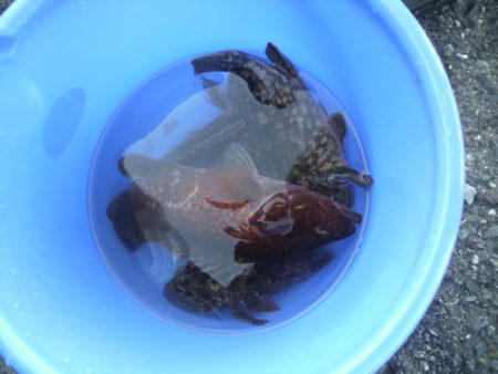 ロックフイッシュ