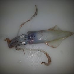 ケンサキエギング