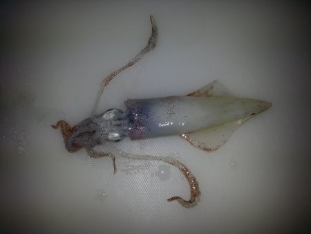 ケンサキエギング