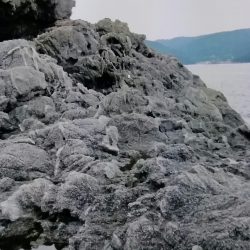 久しぶりに！シイラ