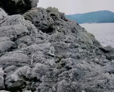 久しぶりに！シイラ