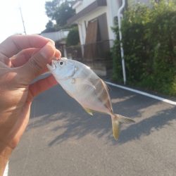 夏らしい釣り！