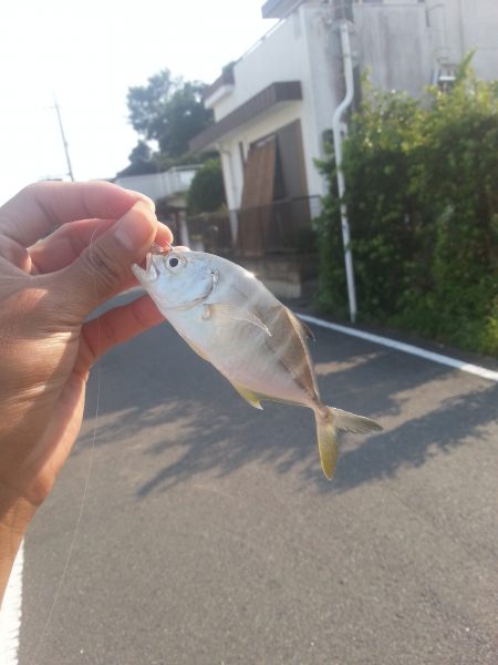 夏らしい釣り！
