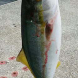 ポーアイ沖での釣果です。