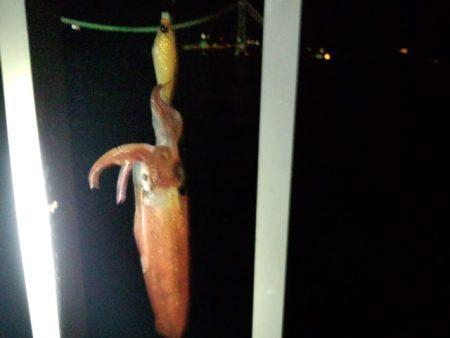 大蔵海岸でケンサキ狙いのライトエギング