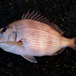 追い求めた魚が遂に…