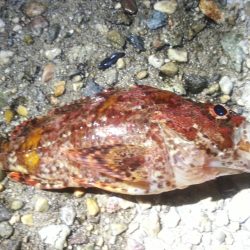 ケンサキエギング