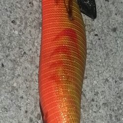 ケンサキゲット！