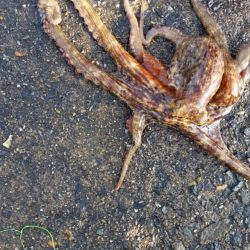 追い求めた魚が遂に…パート2