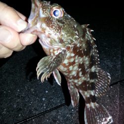 小物祭りのはずが・・・