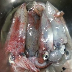 ケンサキエギング