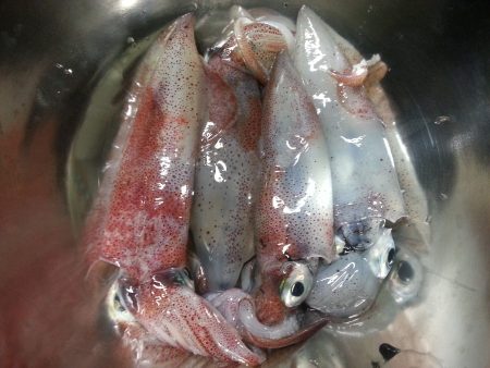 ケンサキエギング