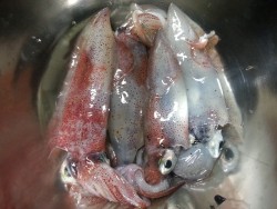 ケンサキエギング