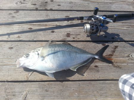 海上釣堀岬～！ナイター！