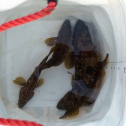 やはり日本海!!