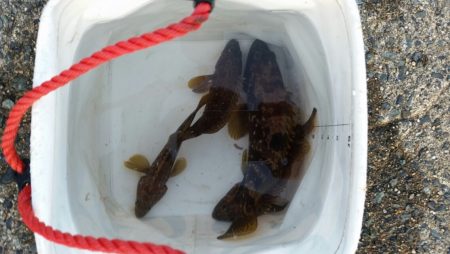 やはり日本海!!