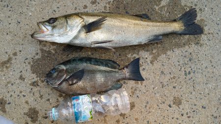 トンネル続き、