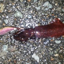 旬にのってみました！