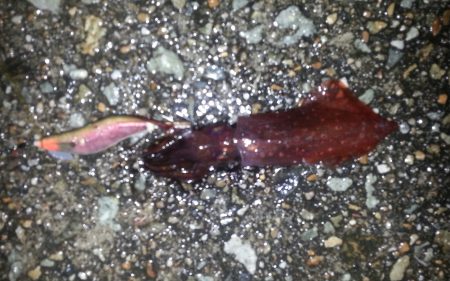 旬にのってみました！