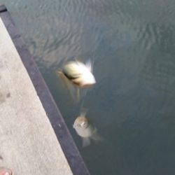 夕涼みがてらに小物釣り