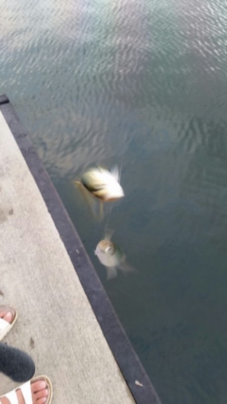 夕涼みがてらに小物釣り