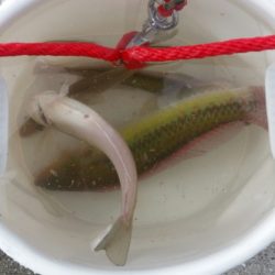 こんなん釣れるんですか！？