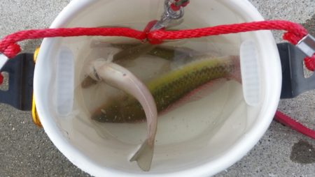 こんなん釣れるんですか！？