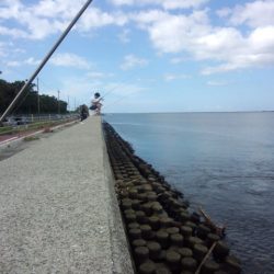 武庫川尻ジャンボサヨリは朝駆けで