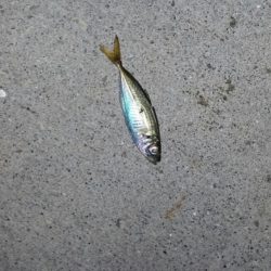 アジングは奥が深いよ