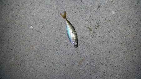 アジングは奥が深いよ