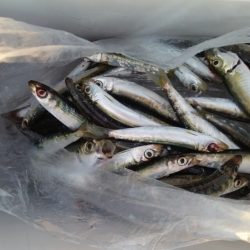 ウキがダンシングぅー