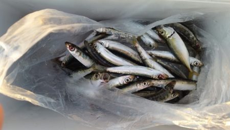 ウキがダンシングぅー