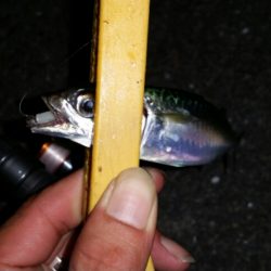 台風後アジ調査