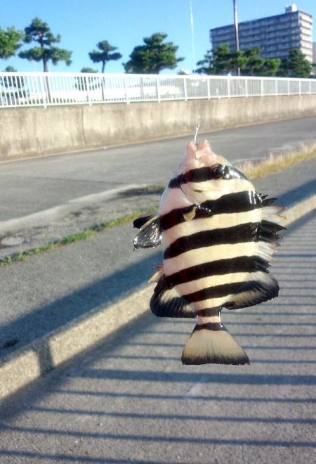 33cmを頭に良型サヨリ18匹