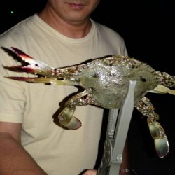 アジはどこへ？