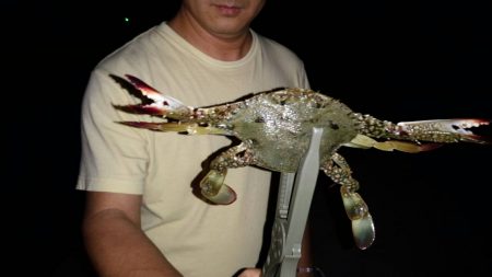 アジはどこへ？